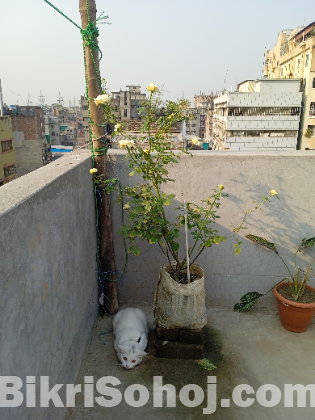 পার্শিয়ান বিড়াল